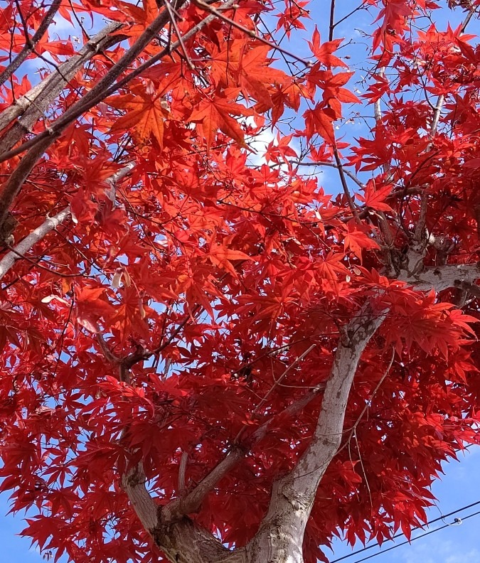 我が家のもみじ🍁