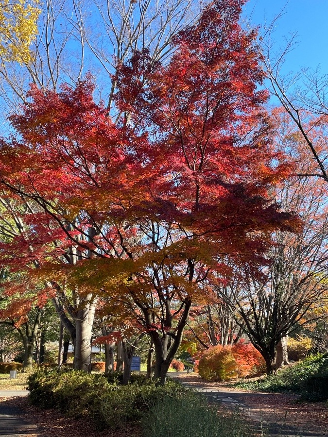 国営昭和記念公園の紅葉