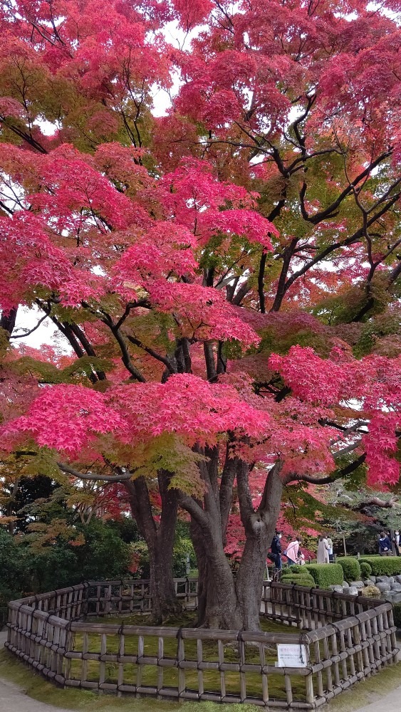 もみじ公園🍁