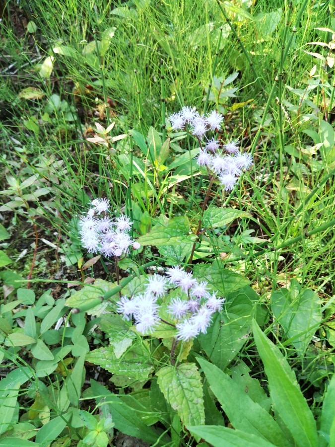 お花です！