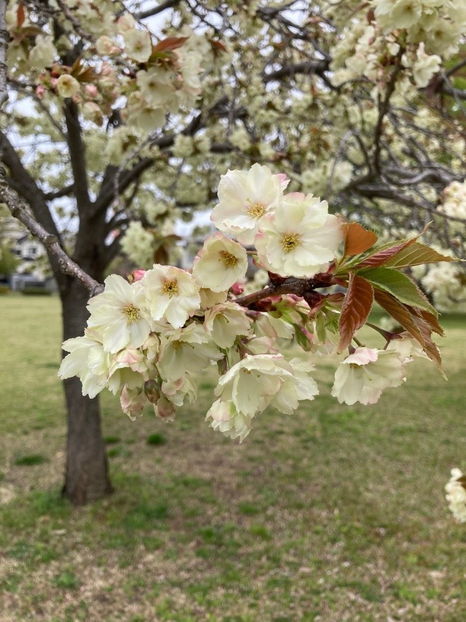 八重桜