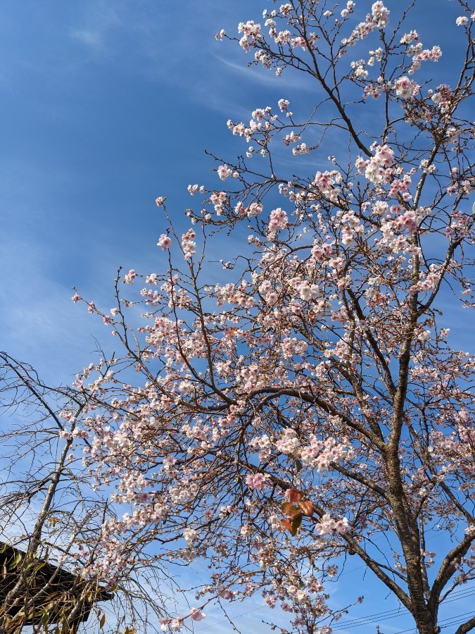 🌸え〜今！咲く🌸？