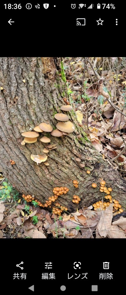 天然ムキタケとナメコ🍄