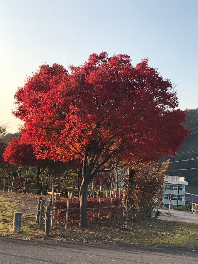 紅葉☆