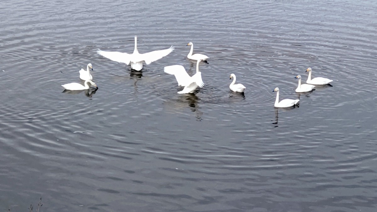 驚いてる白鳥。寒さに向かい元気です。