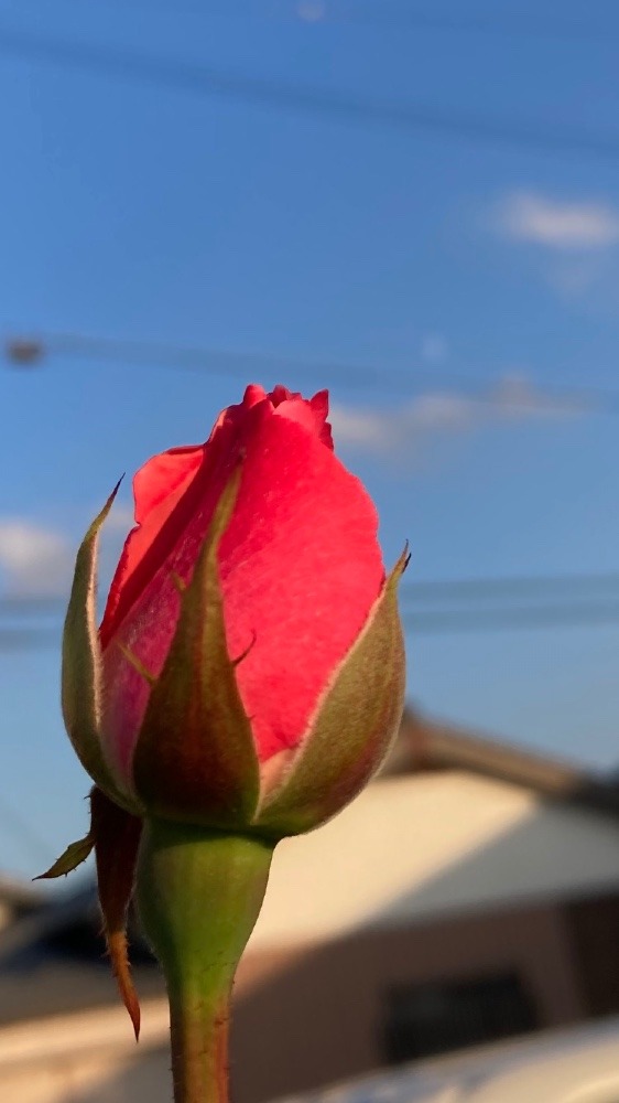 薔薇の蕾と空