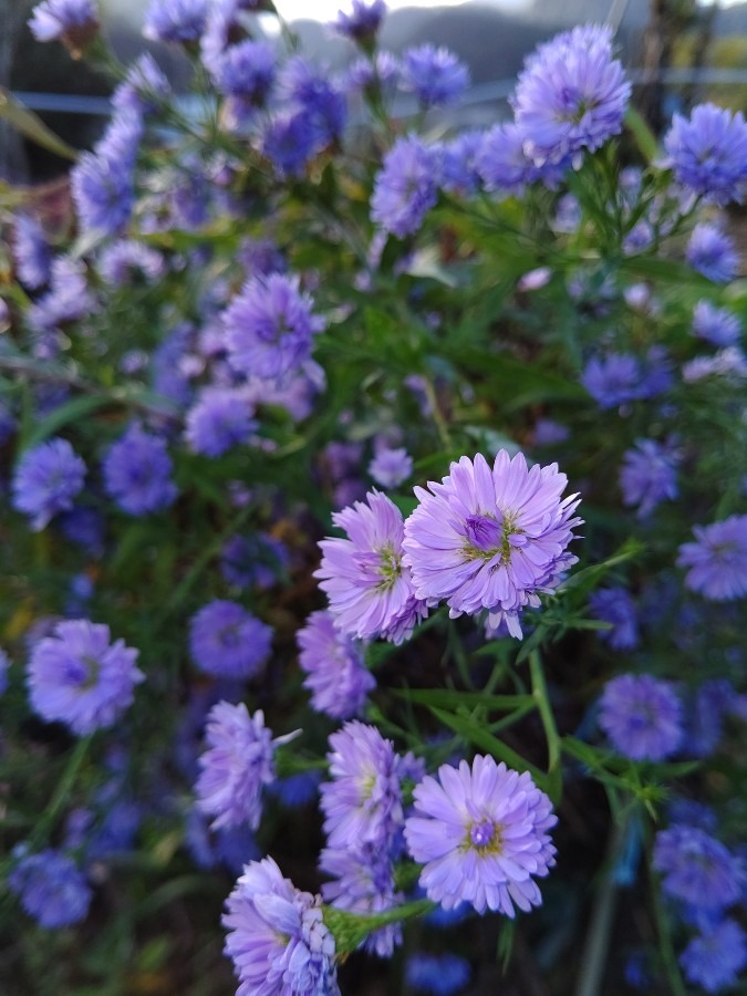 かわいい花💠🌼