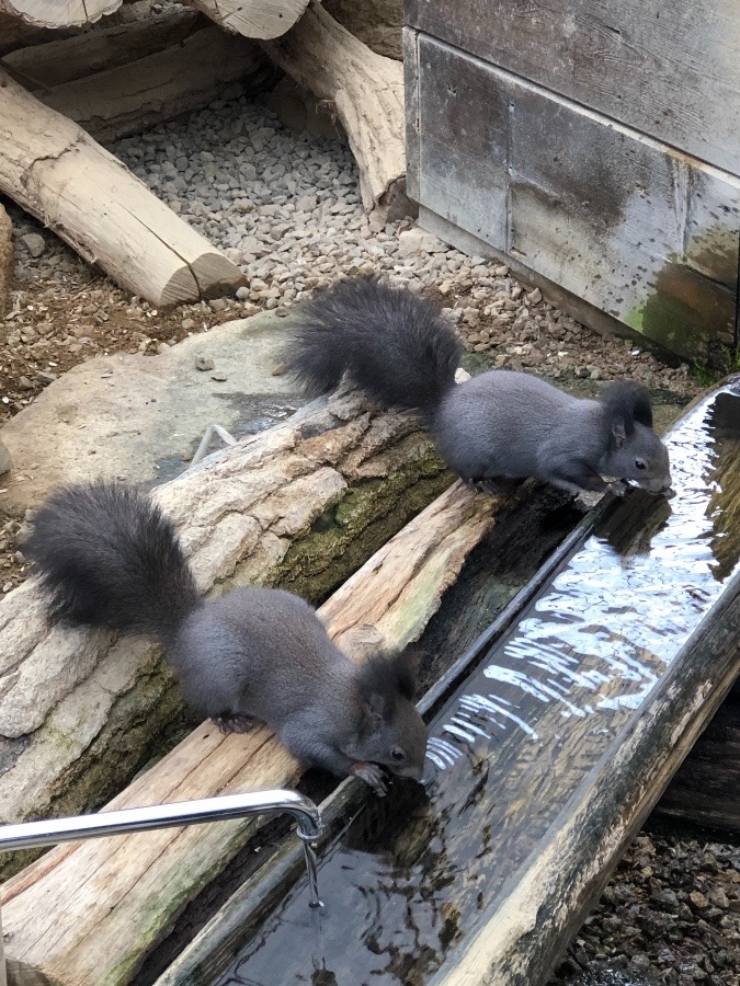 リスには　　水が　いのち