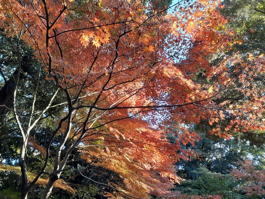 徳川園の紅葉