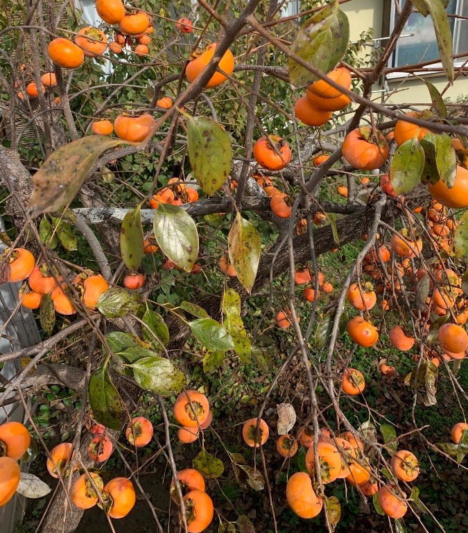 柿がいっぱい🍑食べたあ〜い❣️