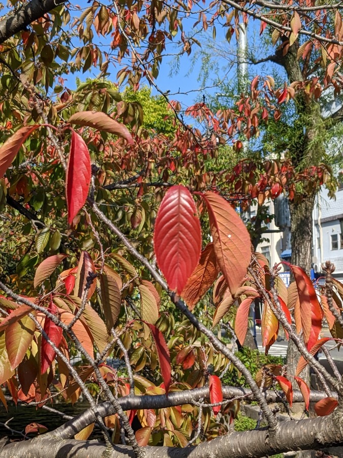 桜紅葉