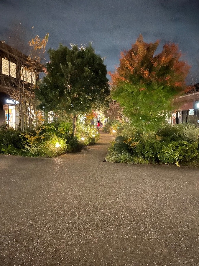 夜の散歩🚶