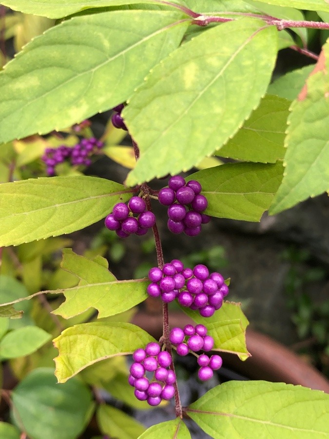 庭の花シリーズ