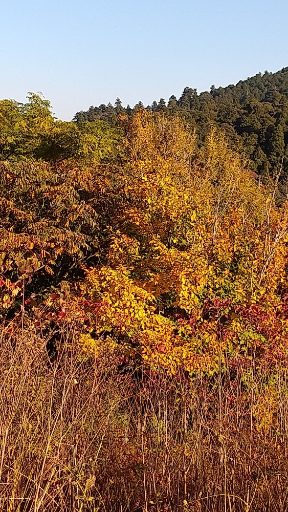 若草山の頂上の紅葉です。