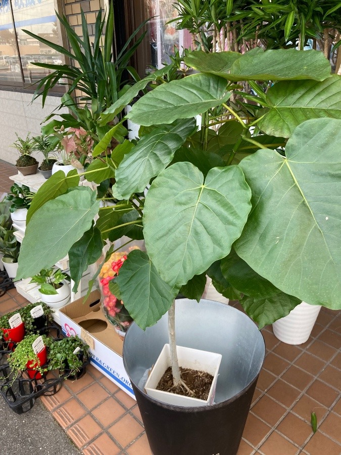 お友達のお花屋さん💐