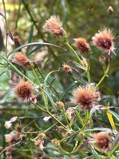 花倶楽部　　庭もすっかり秋模様