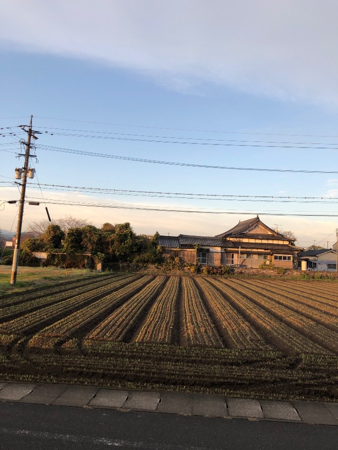 空と麦