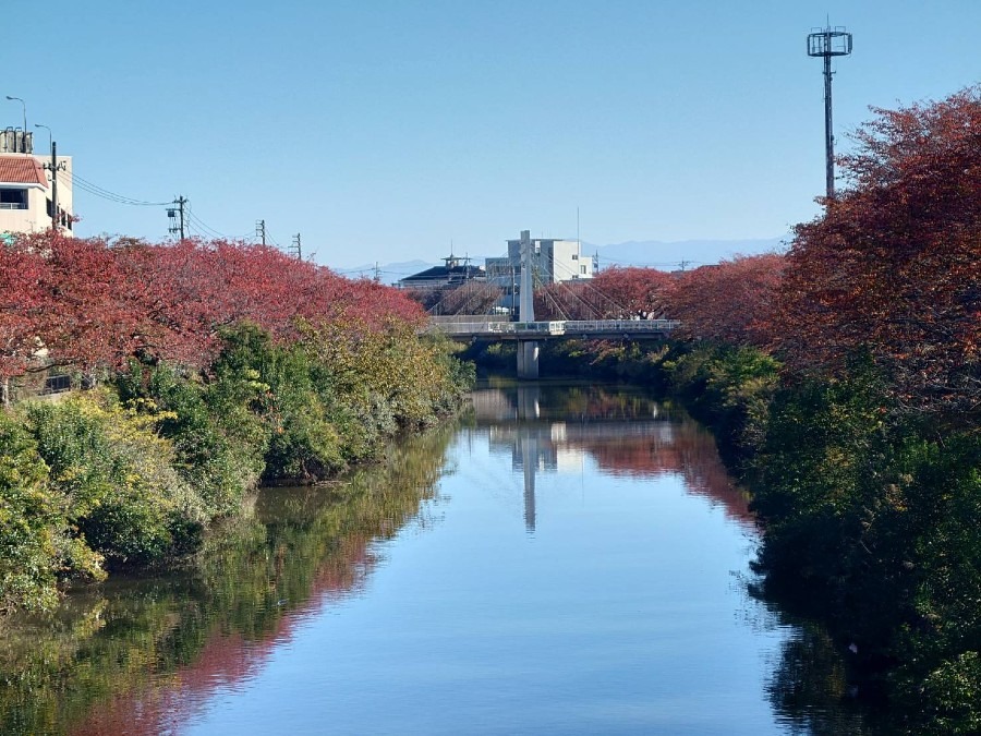 🌳下条川