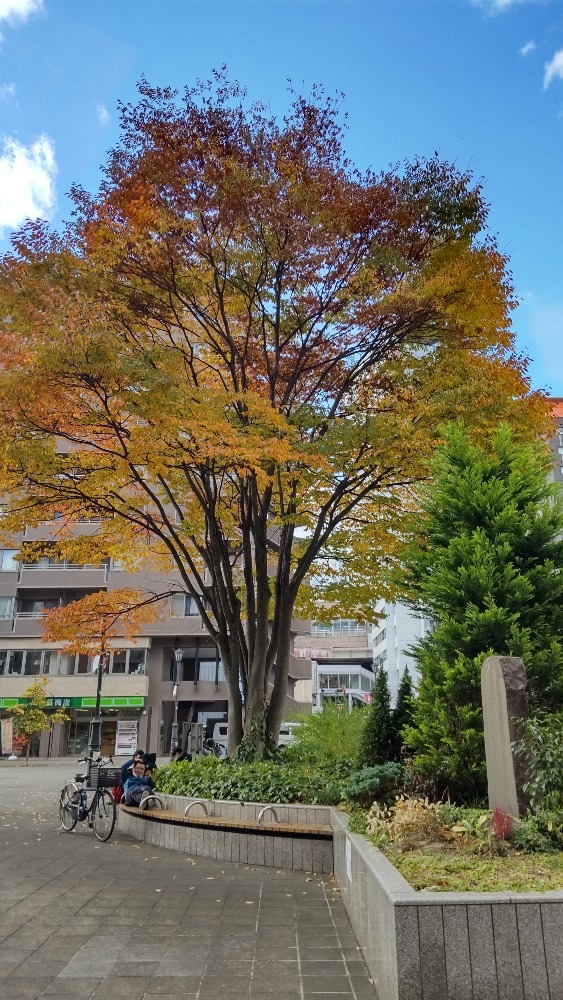 藤村広場の紅葉！