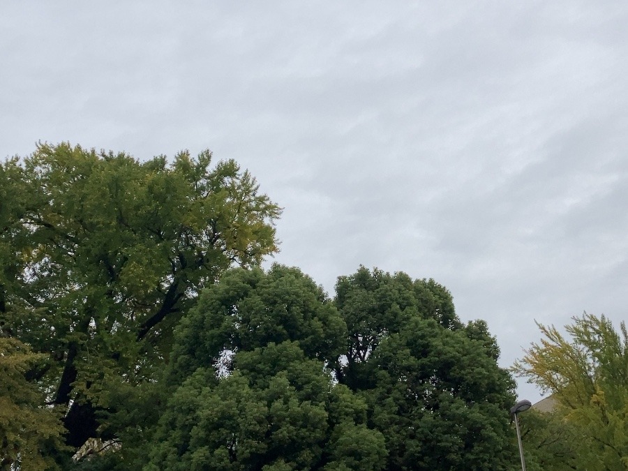 今日の東京は曇り空☁️