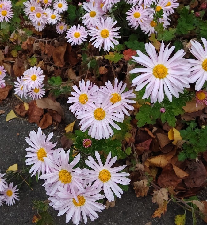 霞城公園の可憐な花🌼