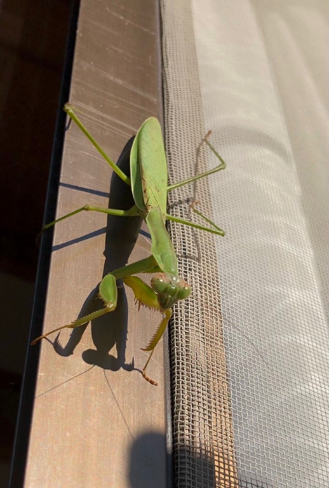 ☀️朝の訪問者