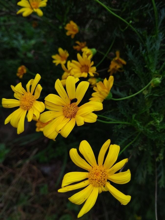 黄色花🌻🌻