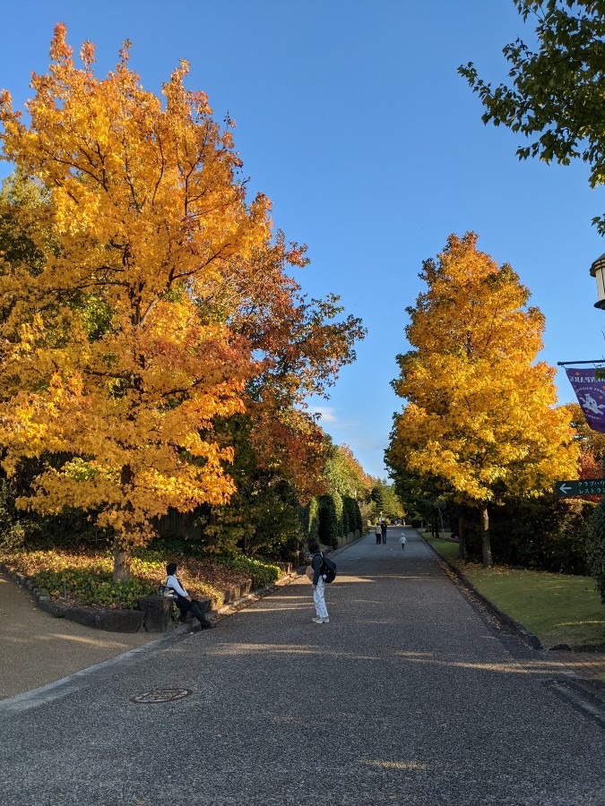 🍁紅葉🍁