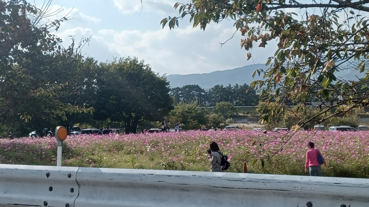 武庫川河川敷のコスモス