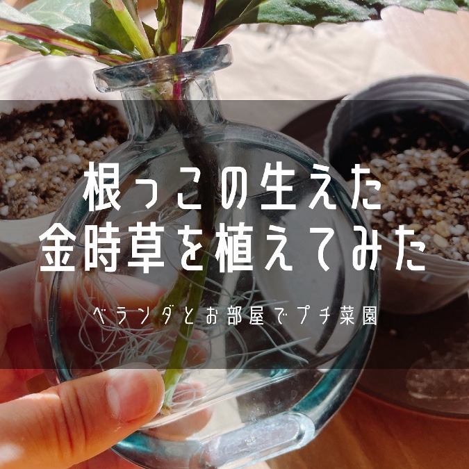 金時草、根っこが生えてきたので土に植えてみ