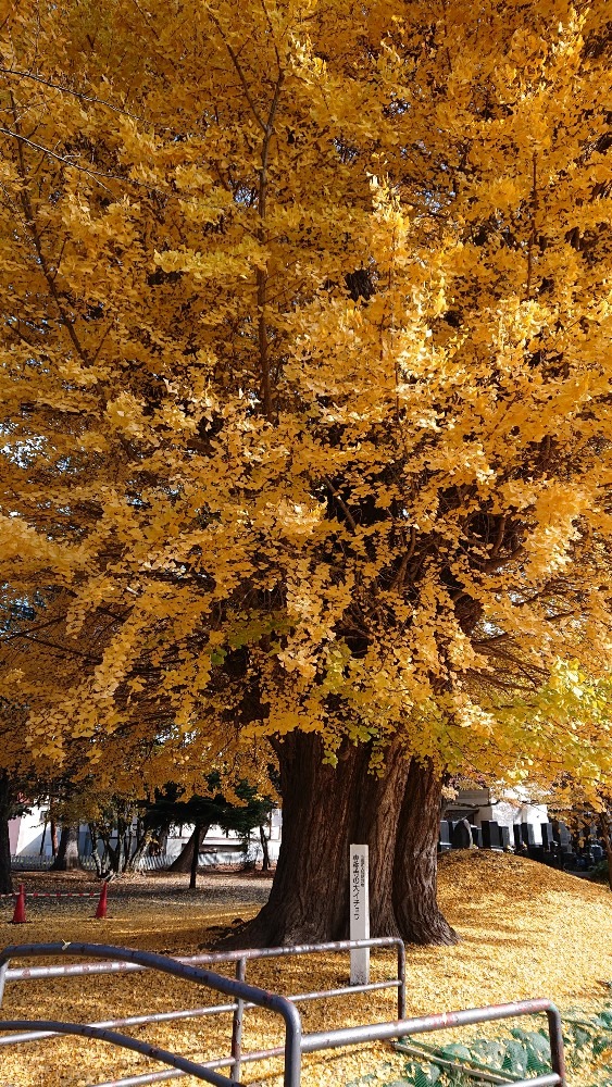 専称寺の大イチョウ🌳