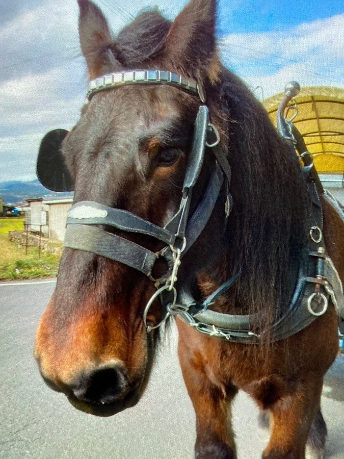 辻馬車のお馬さん…♪