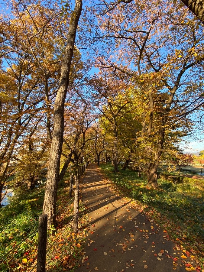 散歩コース🍁🍁🍁