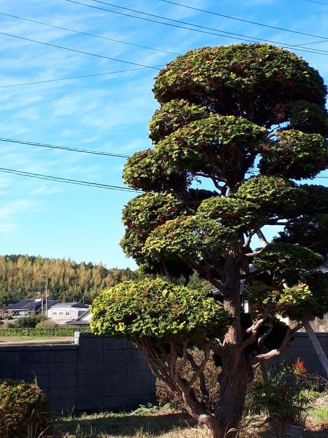 青空☀️