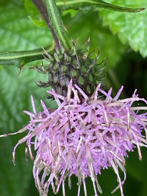 花倶楽部　　モリアザミ