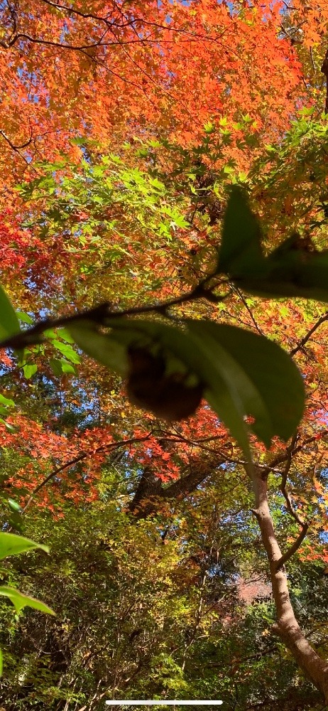 紅葉と抜け殻！