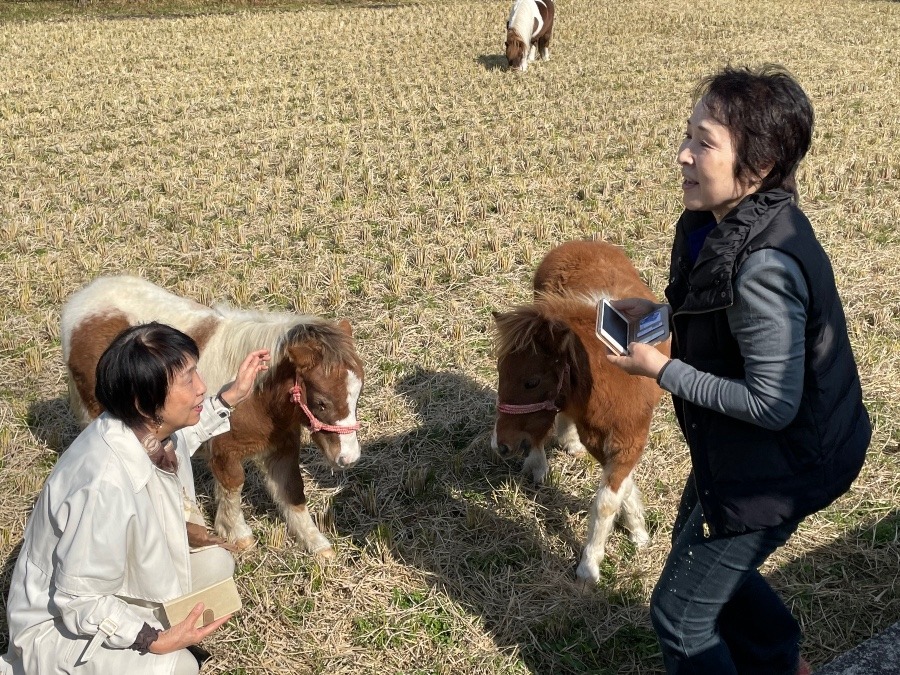 馬と午年のコラボ❣️😁