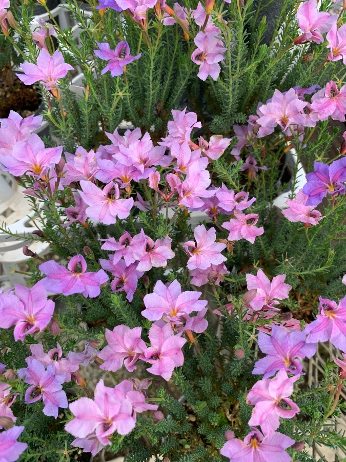 秋の花　初恋草🌸