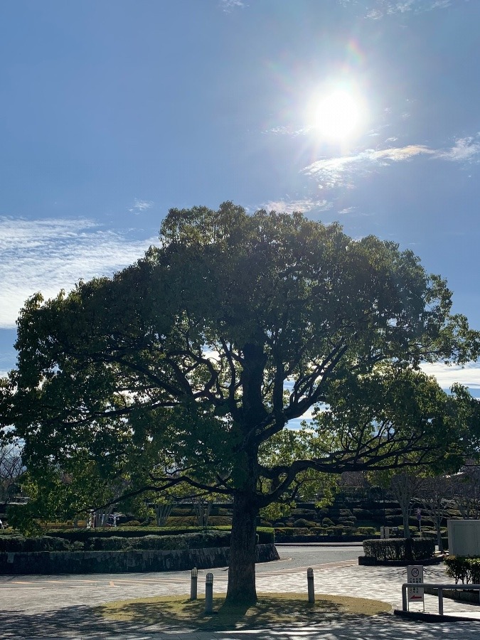 宗像ユリックスの大木🌳