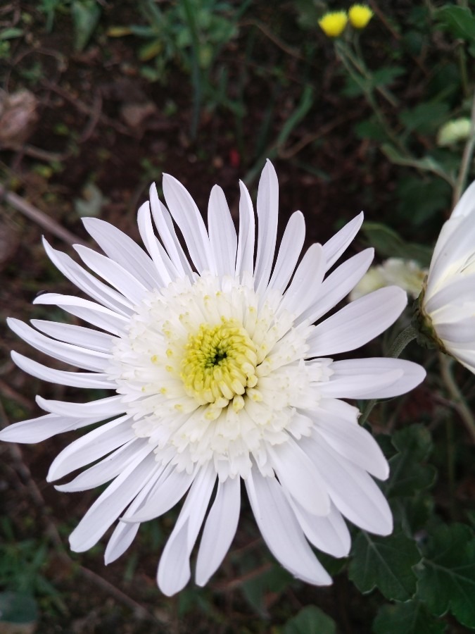 お花です！