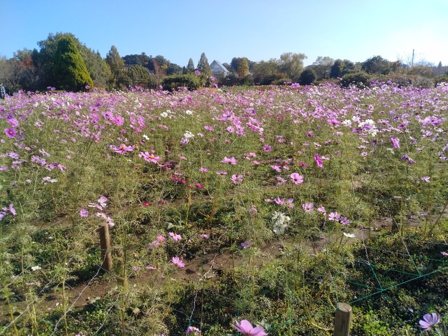 お花です！