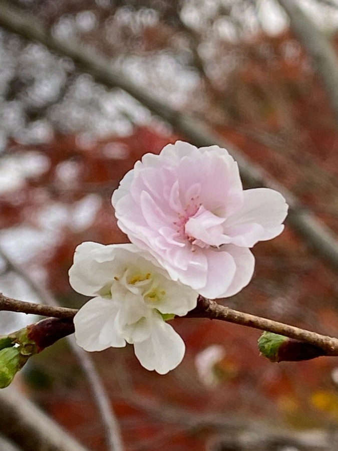 季節外れの桜🌸🌸🌸