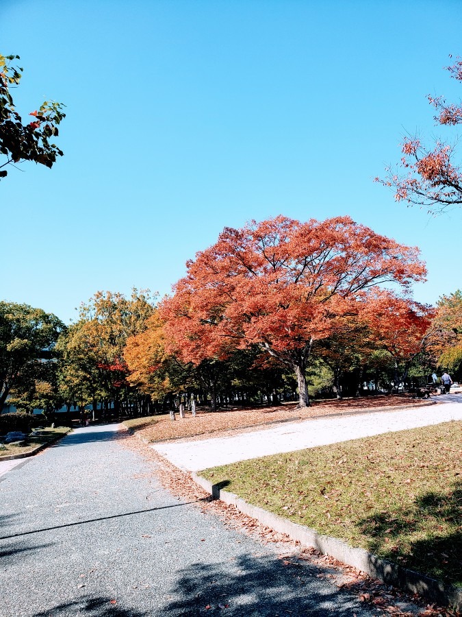 公園の紅葉