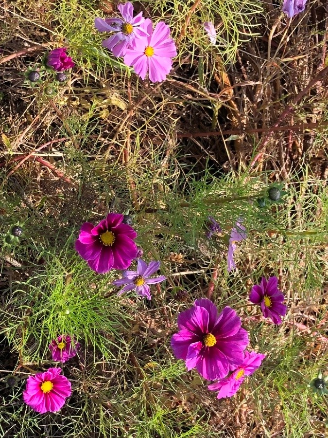 🌸こちらも咲いてます