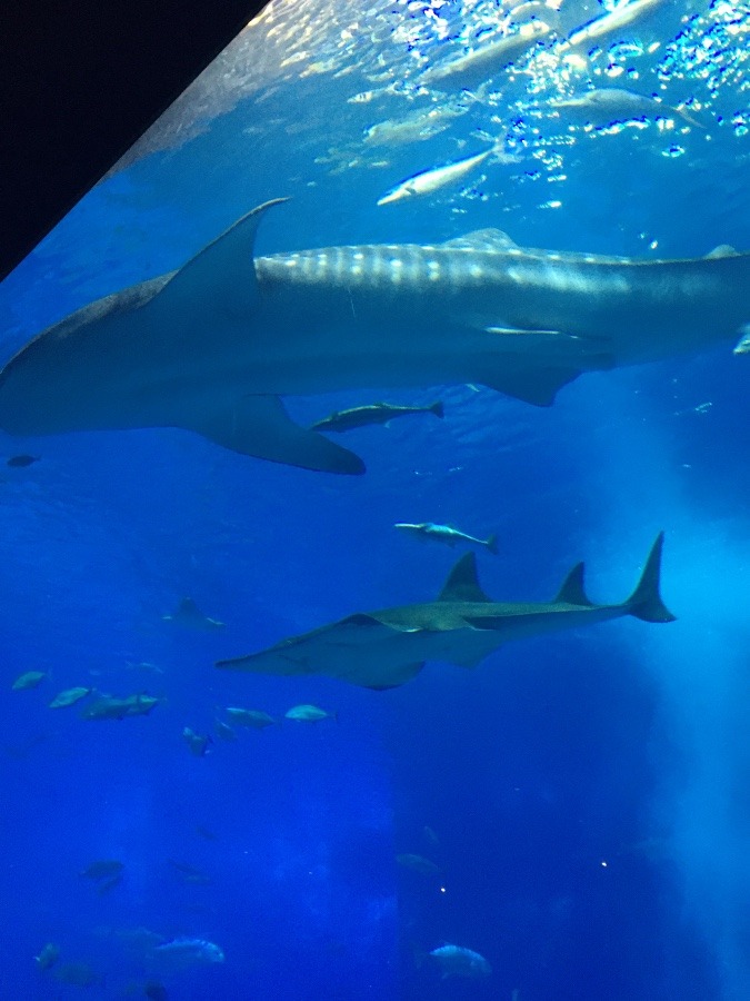 沖縄美ら海水族館