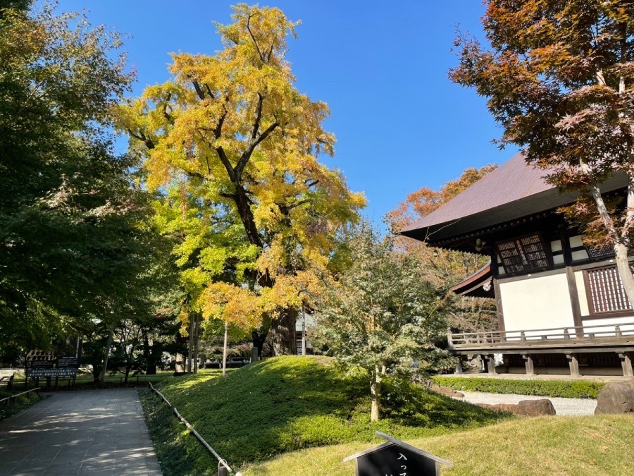 九品仏(浄真寺)の天然記念物　イチョウ