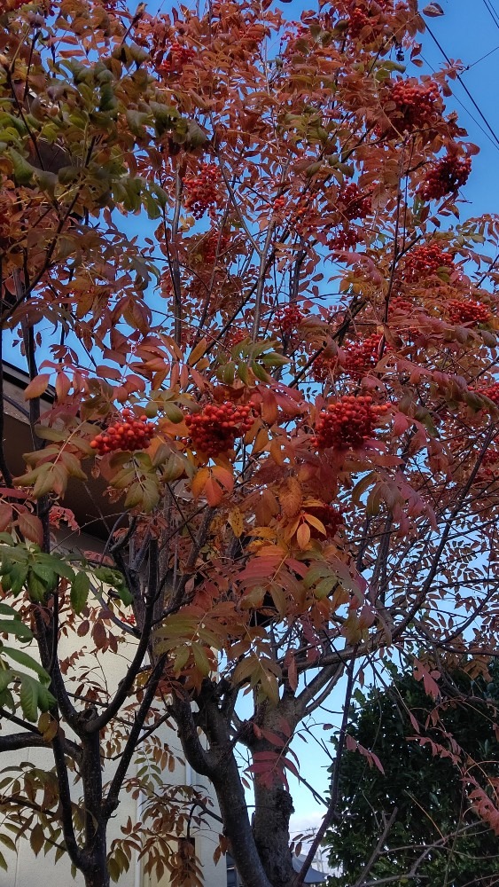 🌿 七竈 紅葉中🍁