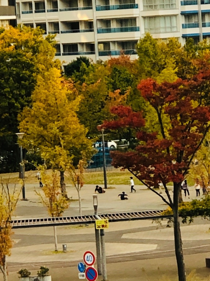 横浜の紅葉