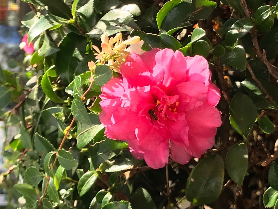 蜂の食事風景〜🌺🐝