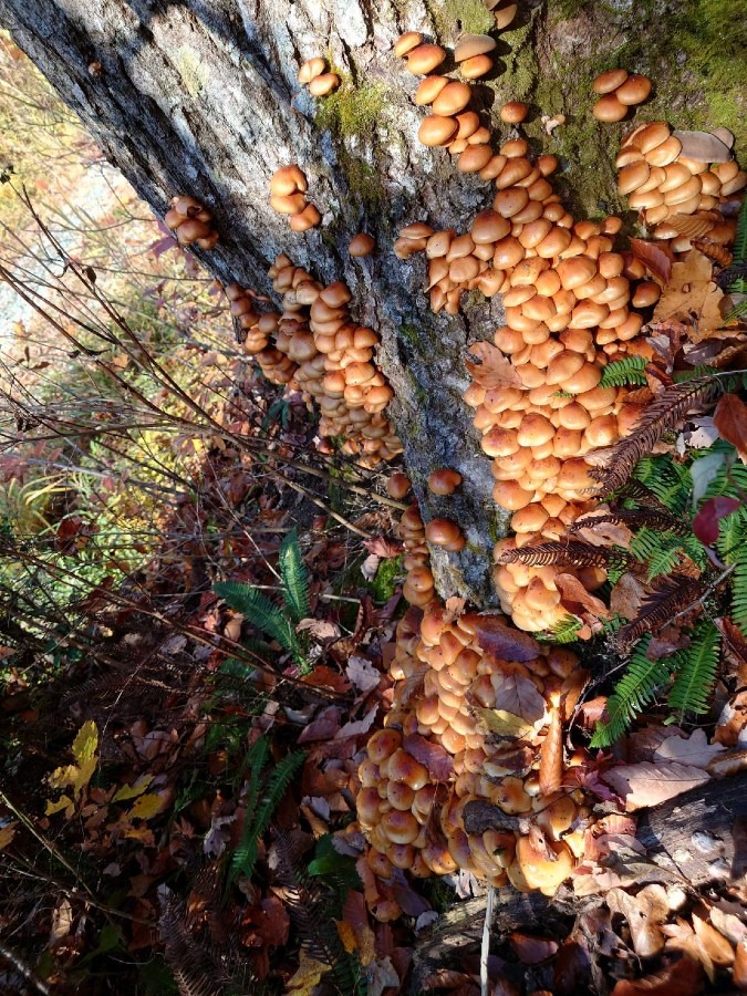 天然ナメコ🍄